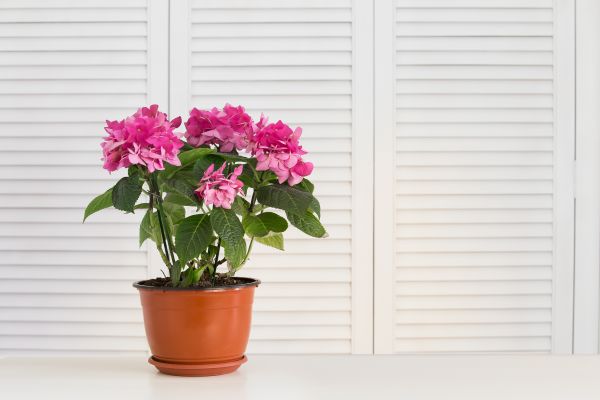 Shutter Servicing